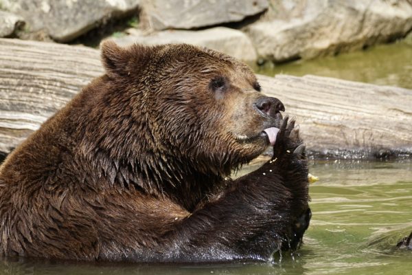 Azionario USA. Entra in scena l’orso?