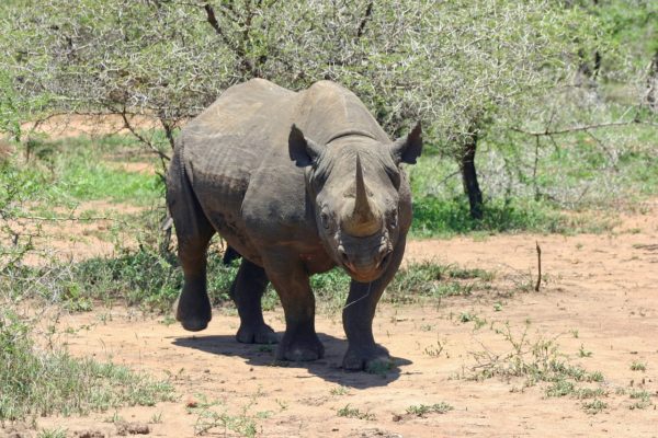 Il Rhino Bond e le tre caratteristiche dell’investimento sostenibile