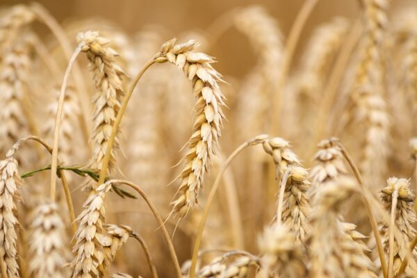 India, le alte temperature minacciano la produzione di grano