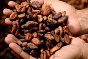 Prezzi del cacao, l’impennata non si ferma